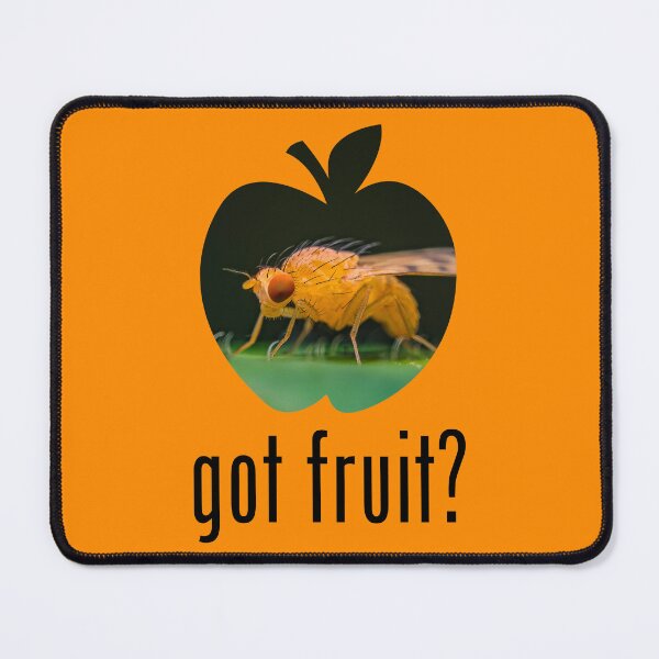 Item preview, Fruit Fly - Got Fruit? Concept designed and sold by AronsTinySafari.