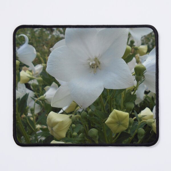 Item preview, Balloon Flower designed and sold by Floral-Art.