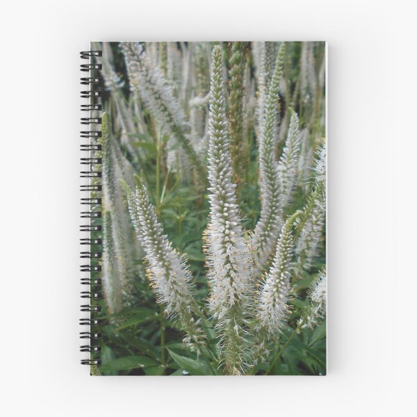 Item preview, Veronicastrum virginicum var alba Flowers designed and sold by Floral-Art.