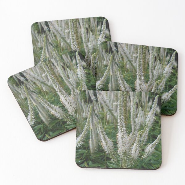 Item preview, Veronicastrum virginicum var alba Flowers designed and sold by Floral-Art.