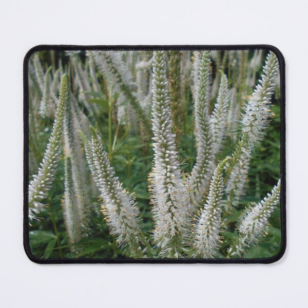 Item preview, Veronicastrum virginicum var alba Flowers designed and sold by Floral-Art.