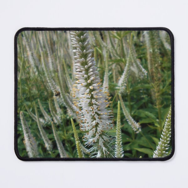 Item preview, White Veronicastrum Flowers designed and sold by Floral-Art.