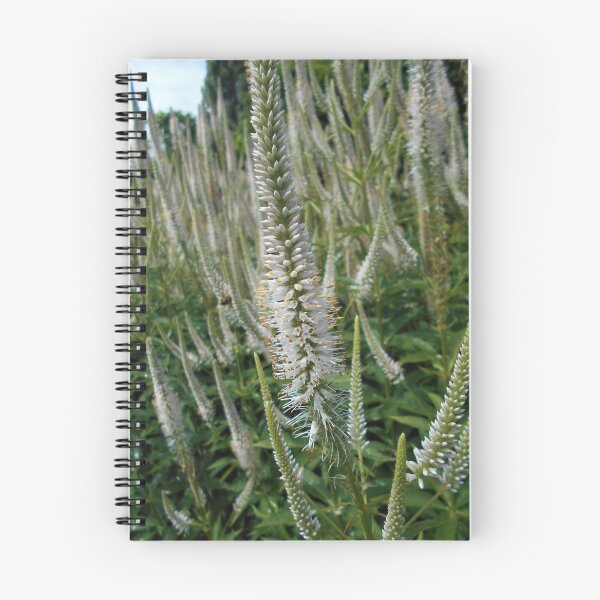 Item preview, White Veronicastrum Flowers designed and sold by Floral-Art.