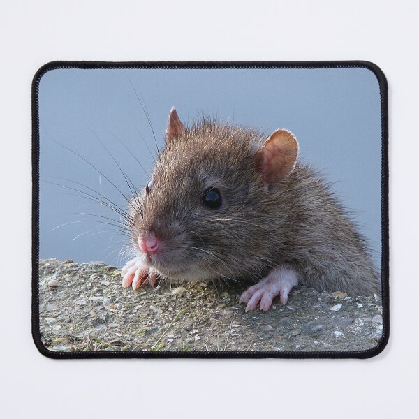 Item preview, Ratty!!!! designed and sold by Sharon Perrett.