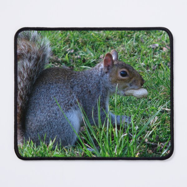 Item preview, Nuts!!! designed and sold by Sharon Perrett.