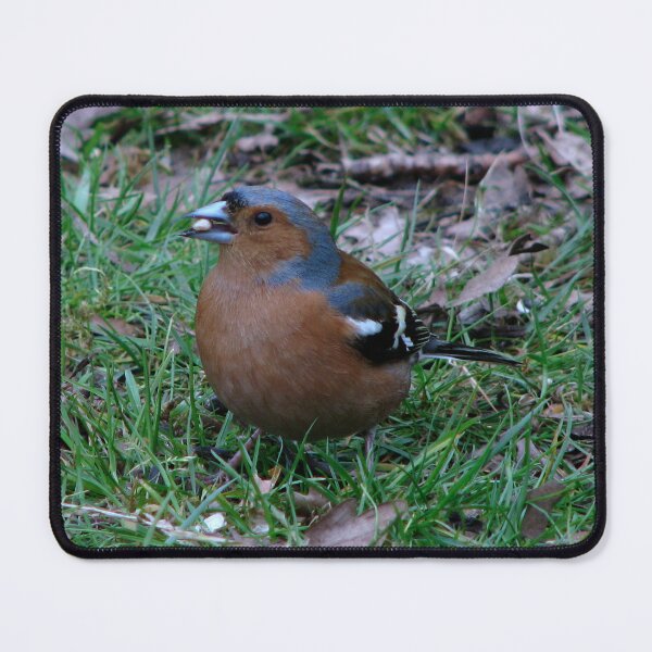 Item preview, A Male Chaffinch designed and sold by Sharon Perrett.