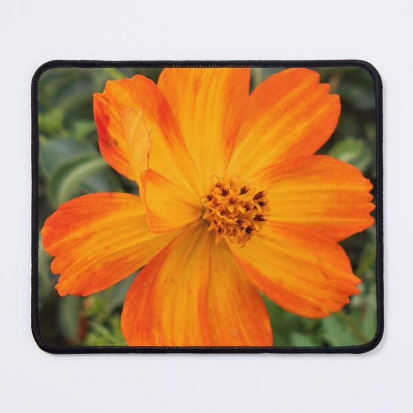 Item preview, Cosmos sulphureus Flower designed and sold by Floral-Art.