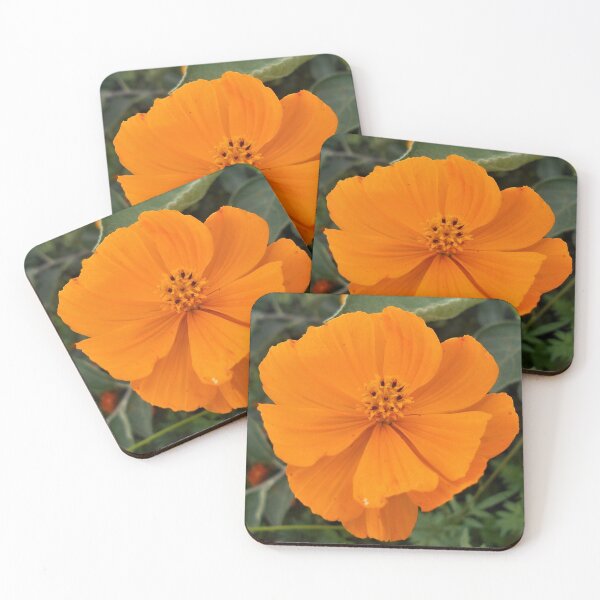 Artikelvorschau, Klarer orangefarbener Kosmos entworfen und verkauft von Floral-Art.