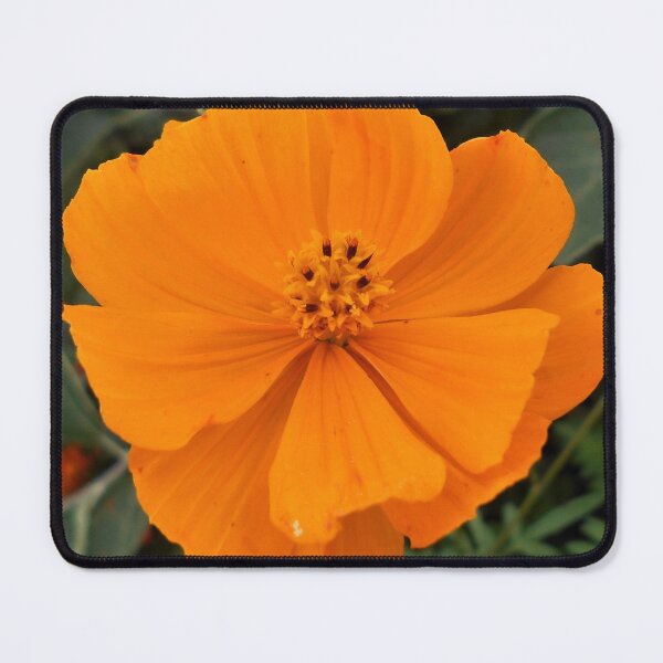 Item preview, Clear Orange Cosmos designed and sold by Floral-Art.