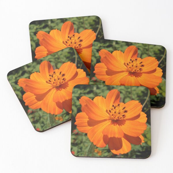 Item preview, Cosmos sulphureus  designed and sold by Floral-Art.
