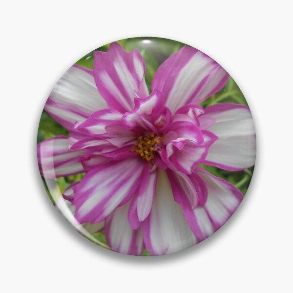 Item preview, Picotee Cosmos designed and sold by Floral-Art.