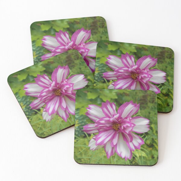 Item preview, Picotee Cosmos designed and sold by Floral-Art.