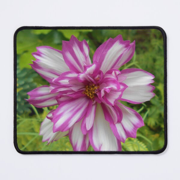 Item preview, Picotee Cosmos designed and sold by Floral-Art.