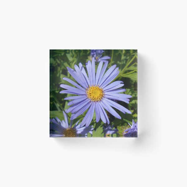 Item preview, Blue Erigeron designed and sold by Floral-Art.