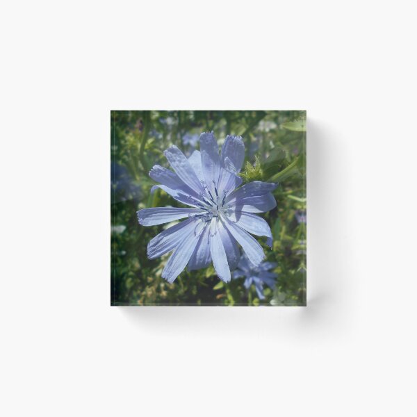 Item preview, Blue Chicory Flower designed and sold by Floral-Art.