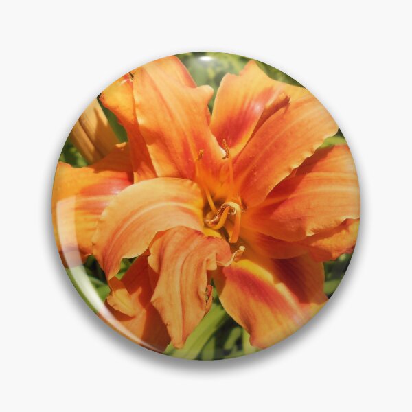 Item preview, Hemerocallis flore-pleno designed and sold by Floral-Art.