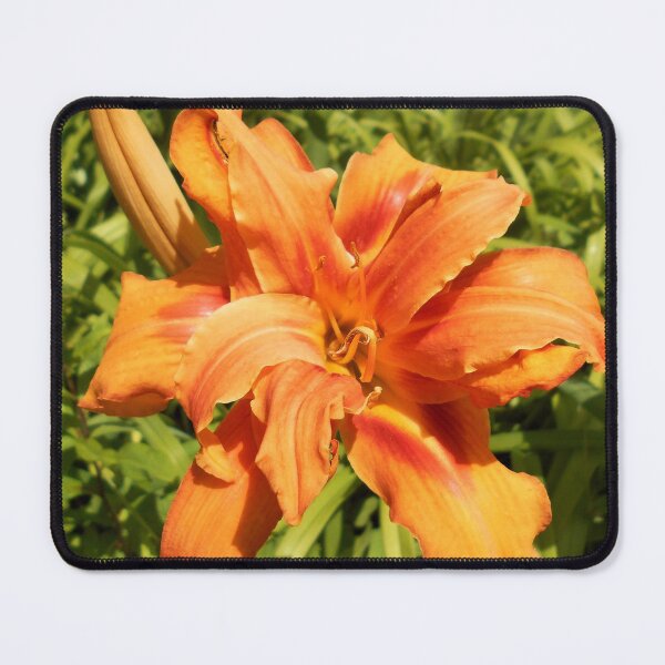 Item preview, Hemerocallis flore-pleno designed and sold by Floral-Art.