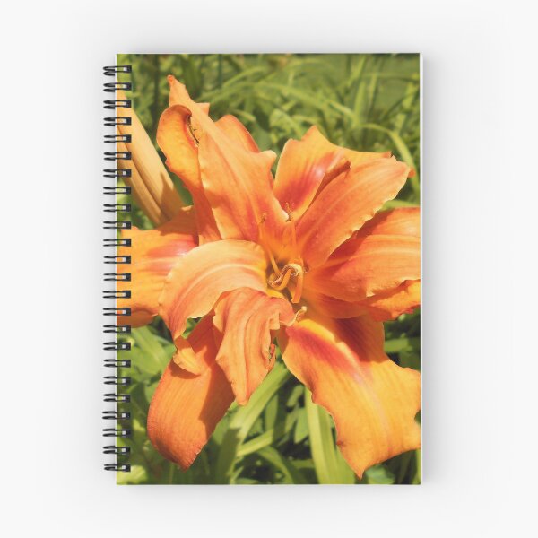Item preview, Hemerocallis flore-pleno designed and sold by Floral-Art.