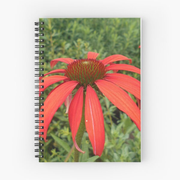 Item preview, Red echinacea designed and sold by Floral-Art.