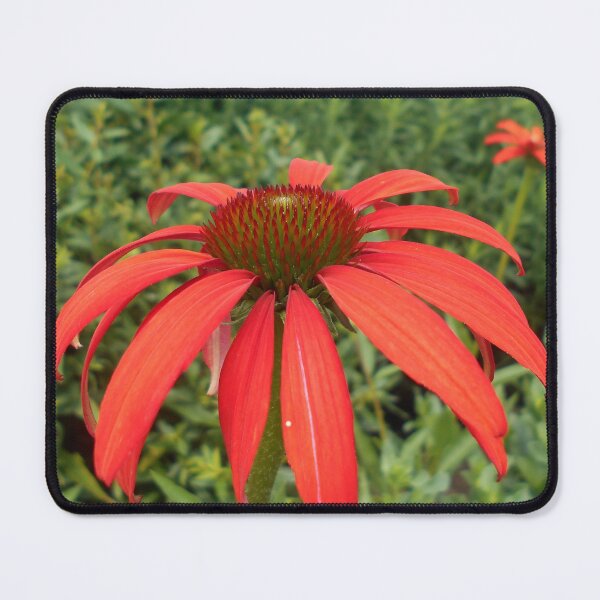 Item preview, Red echinacea designed and sold by Floral-Art.
