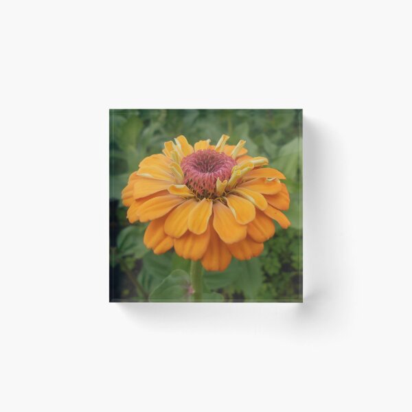 Item preview, Orange Zinnia Flower designed and sold by Floral-Art.