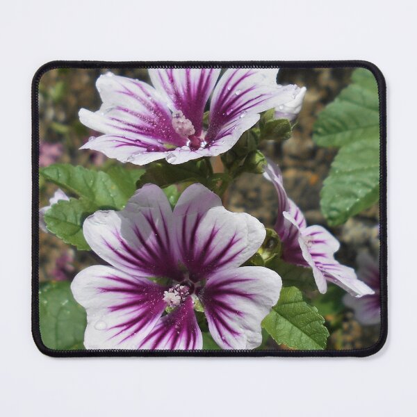 Item preview, Malva sylvestris var zebrina designed and sold by Floral-Art.