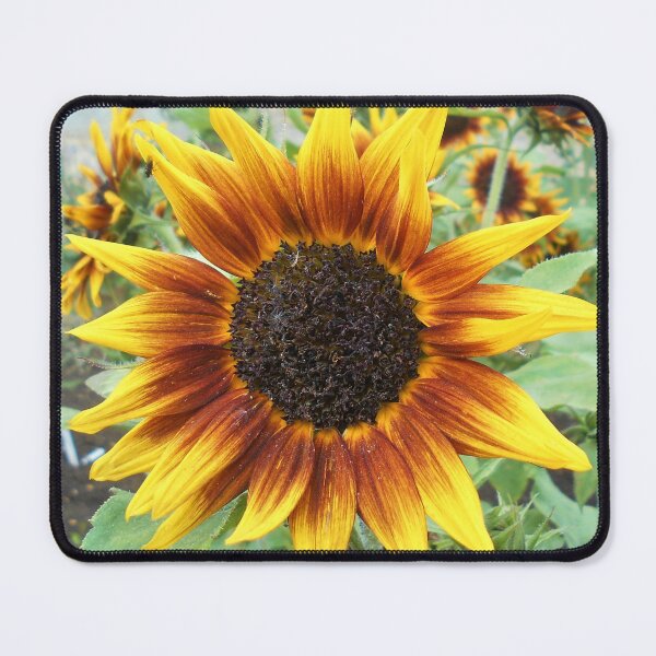 Item preview, Red and orange Sunflower designed and sold by Floral-Art.