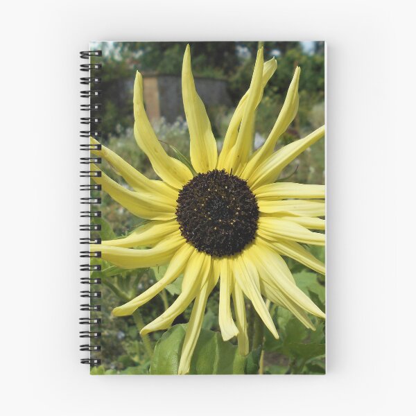 Item preview, Pale yellow sunflower designed and sold by Floral-Art.