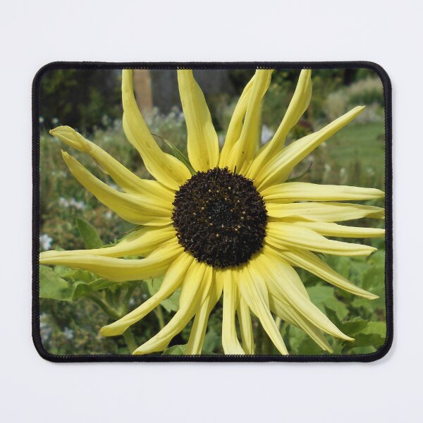Item preview, Pale yellow sunflower designed and sold by Floral-Art.
