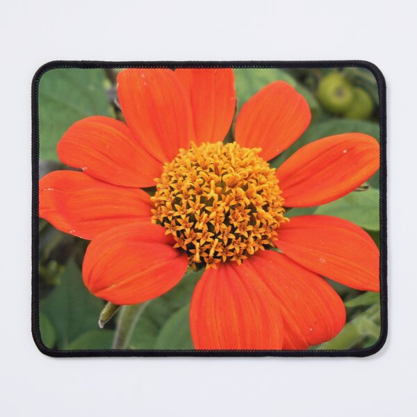 Item preview, Tithonia rotundifolia Flower designed and sold by Floral-Art.