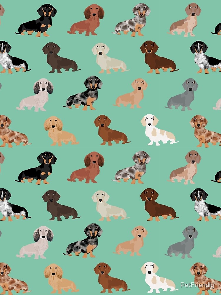 Dachshund Dog Breed Pattern Dapple Merle Black And Tan Coat Colors