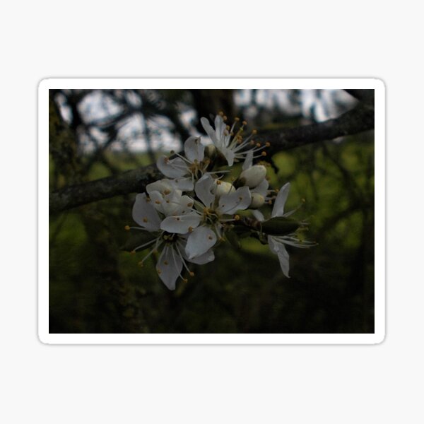Item preview, Blackthorn designed and sold by Karen Chard.