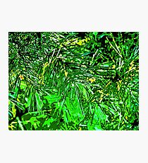 Pine just some Pine needle Photographic Print