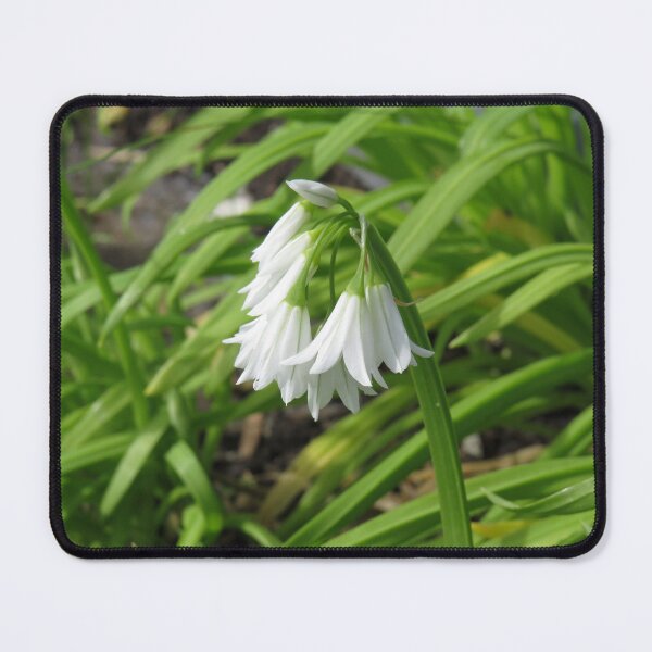 Item preview, Three cornered garlic flowers designed and sold by greentiger1.