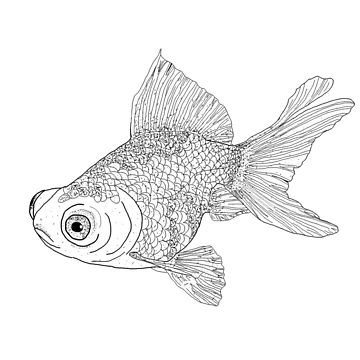 Artwork thumbnail, Fancy Goldfish by RumerPriestly