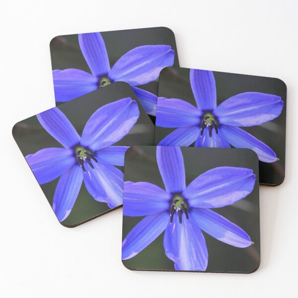 Item preview, Blue Grass Lily (Agrostocrinum scabrum) designed and sold by Marilyn Harris.