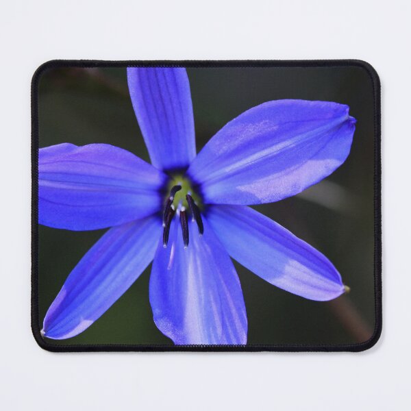 Item preview, Blue Grass Lily (Agrostocrinum scabrum) designed and sold by Marilyn Harris.