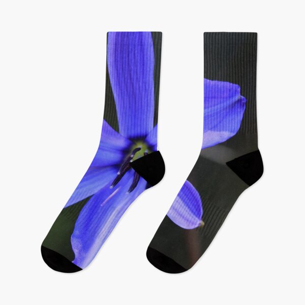 Item preview, Blue Grass Lily (Agrostocrinum scabrum) designed and sold by Marilyn Harris.