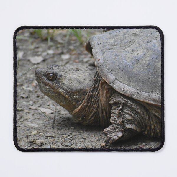 Item preview, Turtle time designed and sold by 1WhoDreams.