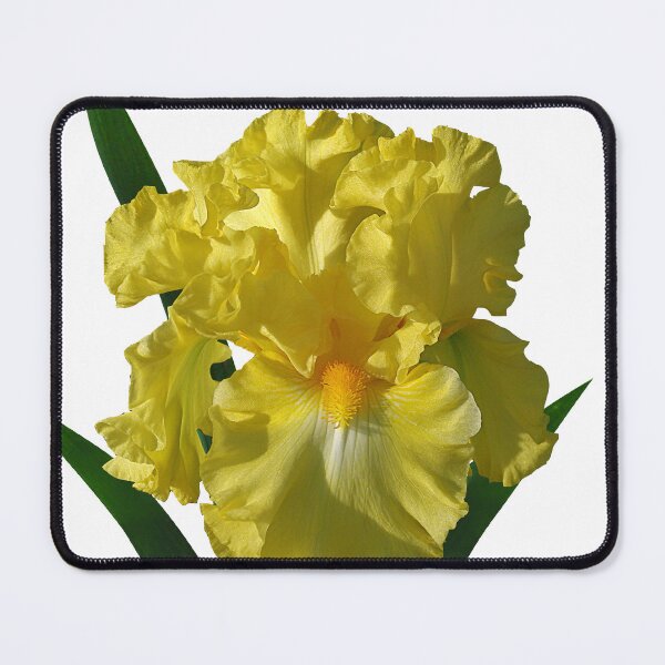 Item preview, 'Power of One' bearded iris designed and sold by rvjames.