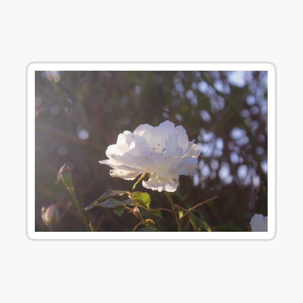 Item preview, White rose designed and sold by Spiffle.