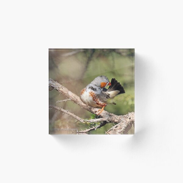Zebra Finch - 781 Acrylic Block