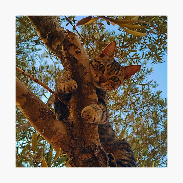 Item preview, Cute kitty on the tree. designed and sold by DaliaSabryTee.
