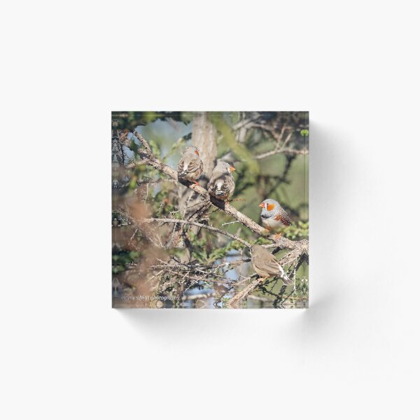 Zebra Finches - 596 Acrylic Block