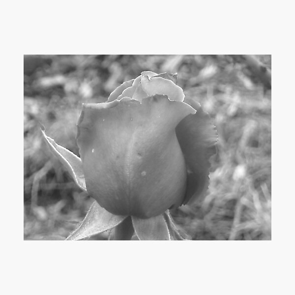 Item preview, B&W Rose! designed and sold by MaddyPaddy.