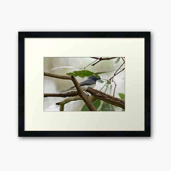 Leaden Flycatcher - 27 Framed Art Print