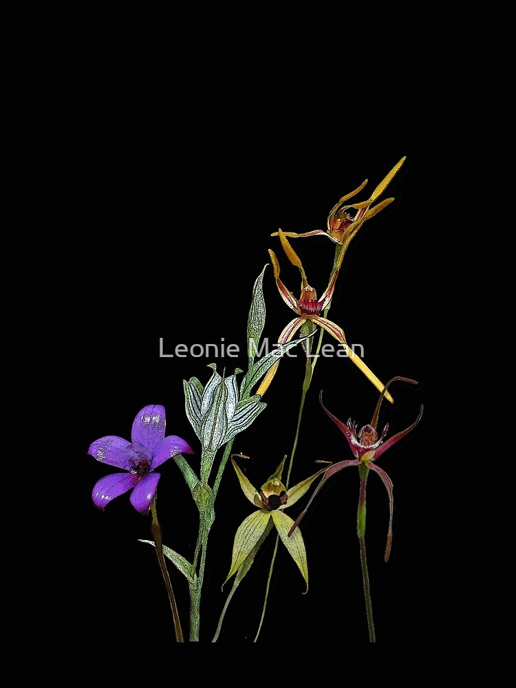 Orchids of Australia 6 Native orchids of Western Australia by yallmia