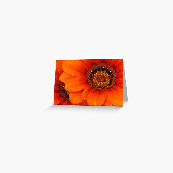 Orange Beauty Greeting Card