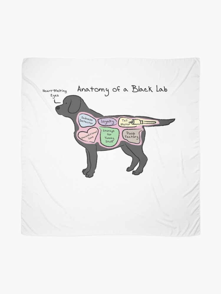 black lab stuff