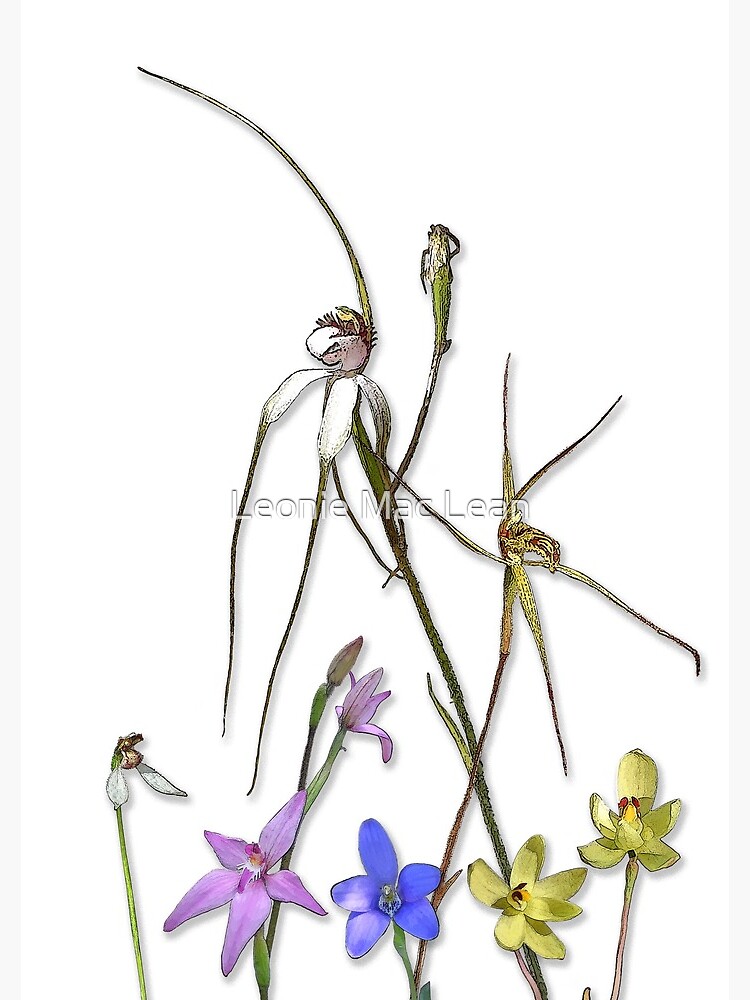 Orchids of Australia 7 Native orchids of Western Australia by yallmia